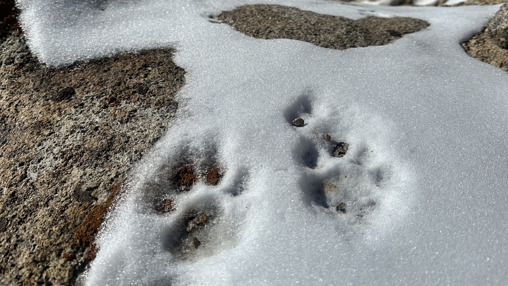 Snow leopard pugmarks in fresh snow