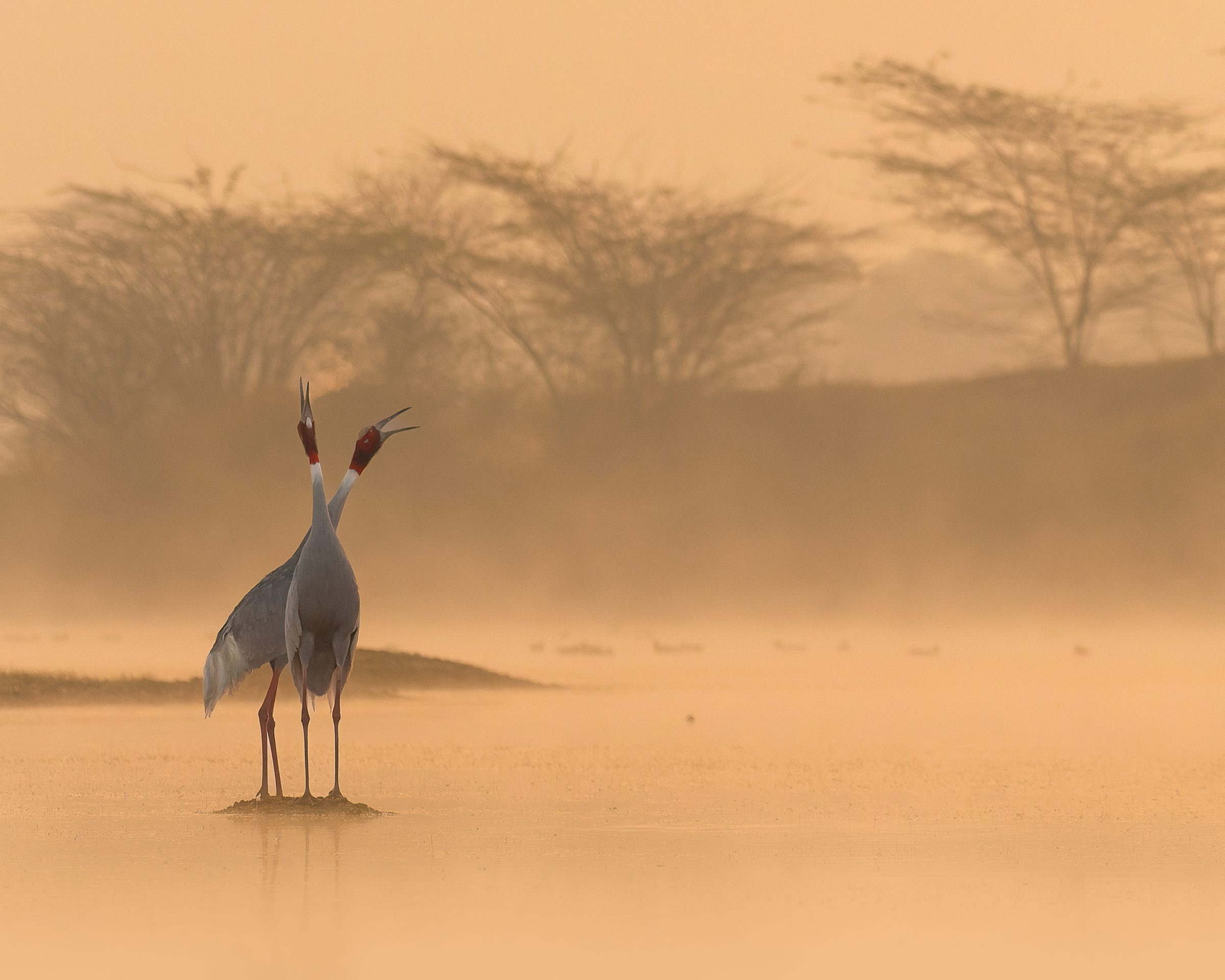 A pair of Sarus Cranes calling in the morning mist