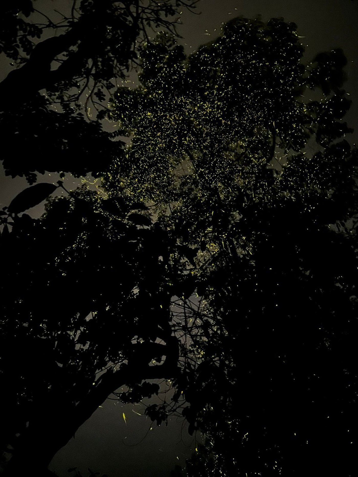 A tree alive with fireflies in Valparai