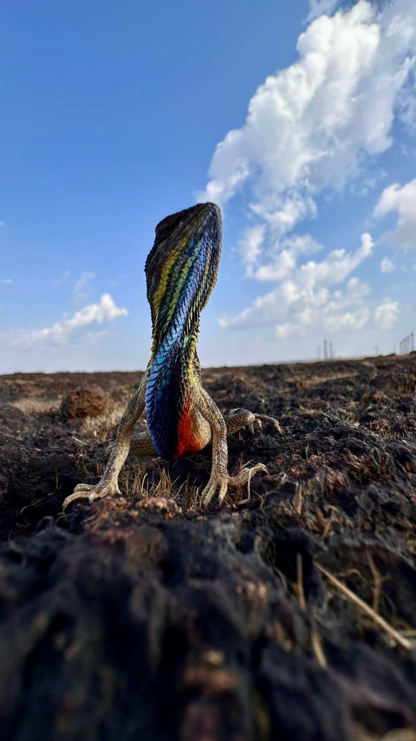 Fan throated lizard on the laterite plateau at Chalkewadi