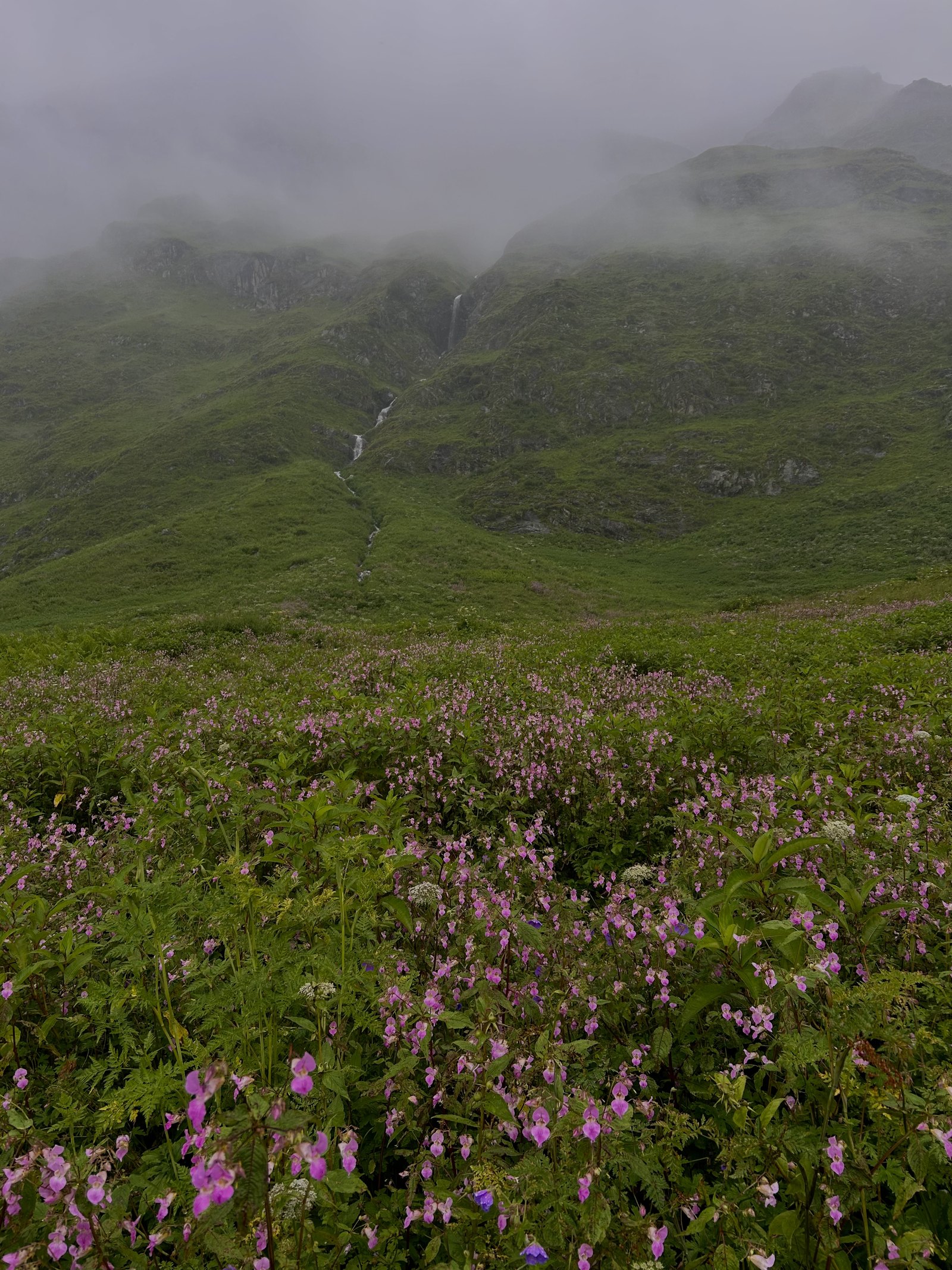 Wildflowers below a misty Himalayan valley
