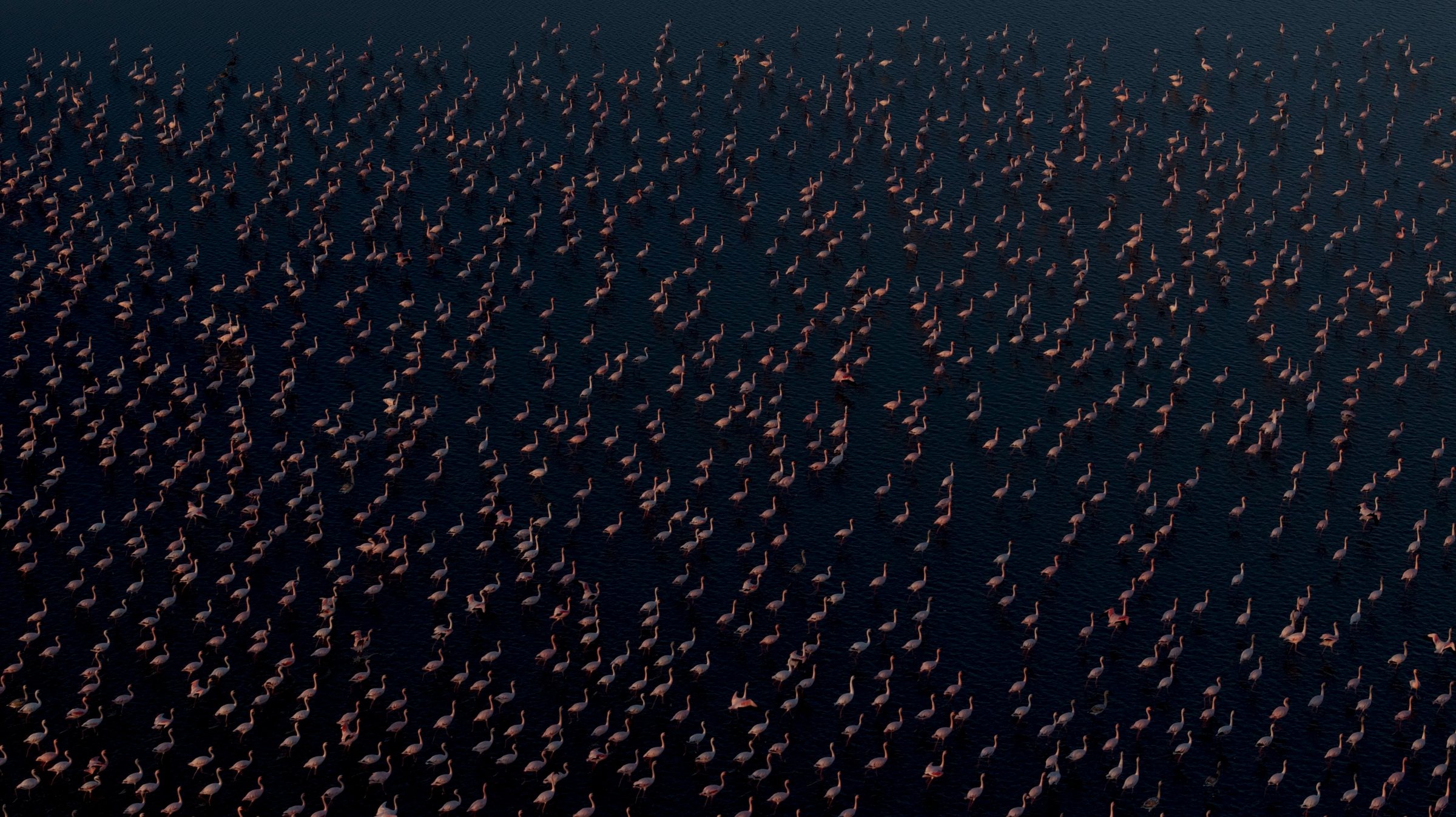 Thousands of flamingos gathered on open water at dusk, seen from above