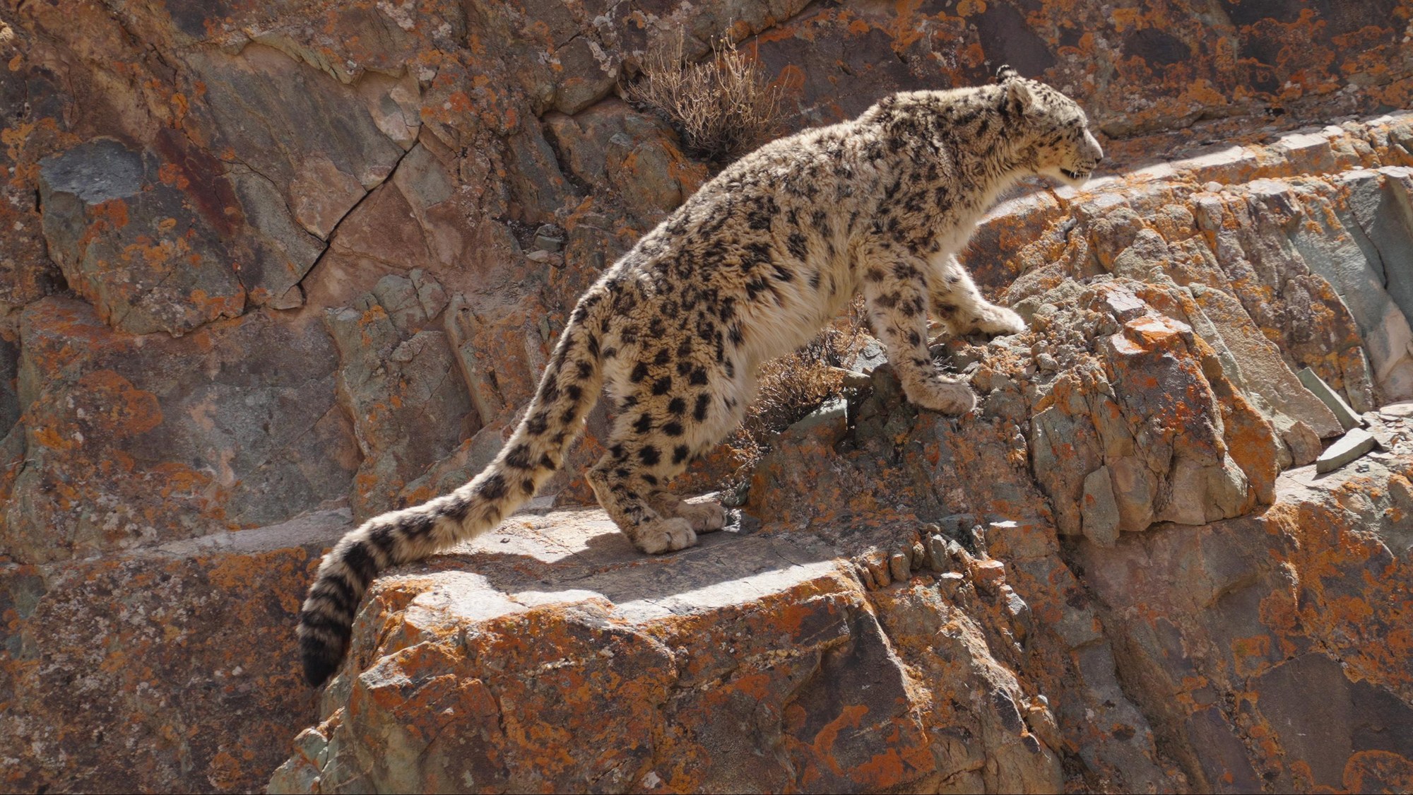 Snow leopard in winter Spiti