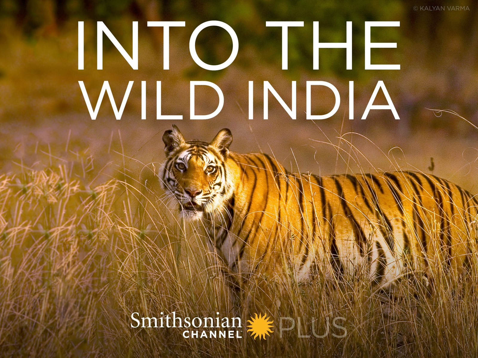 Into the Wild India