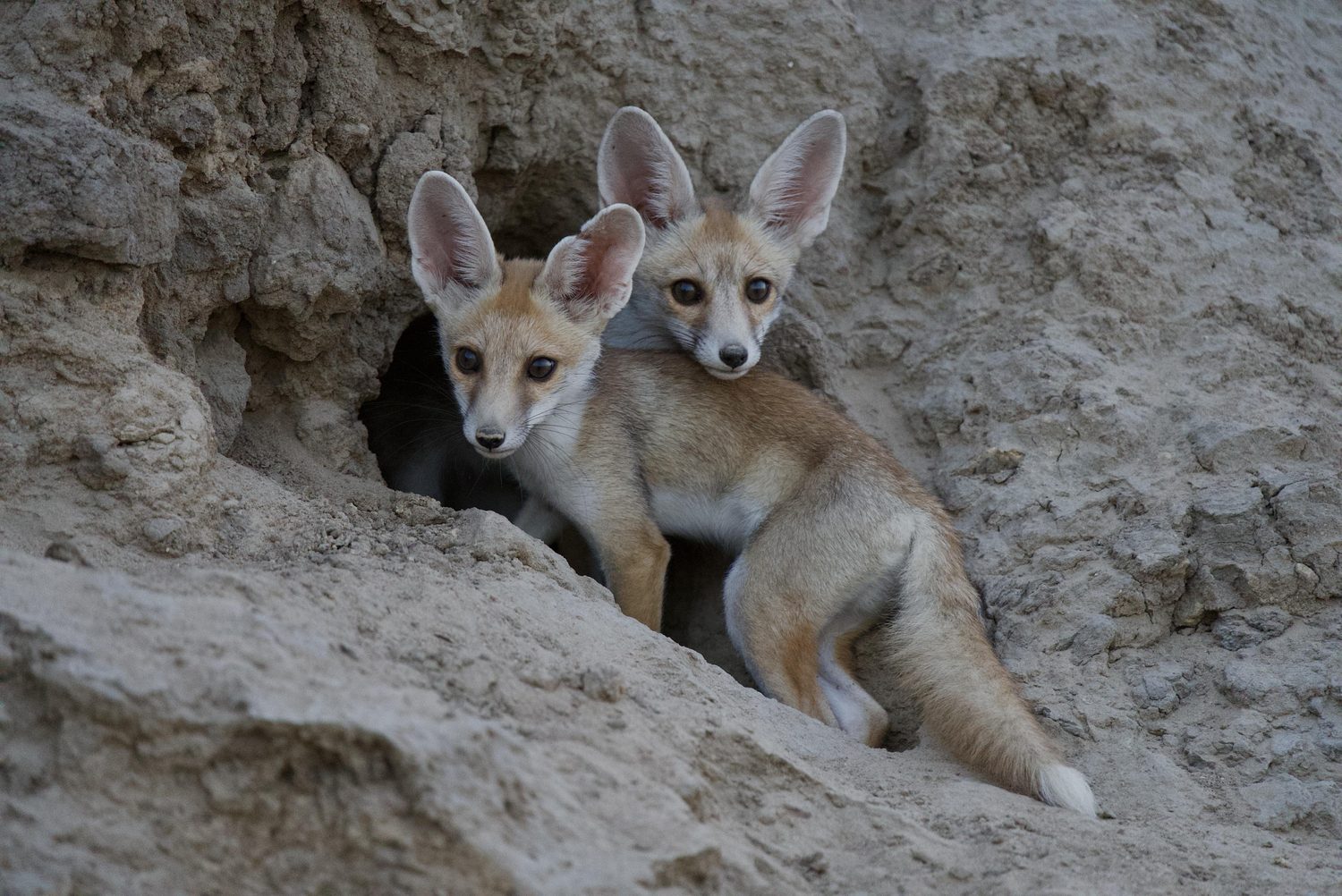 Two Desert Fox pups at their den