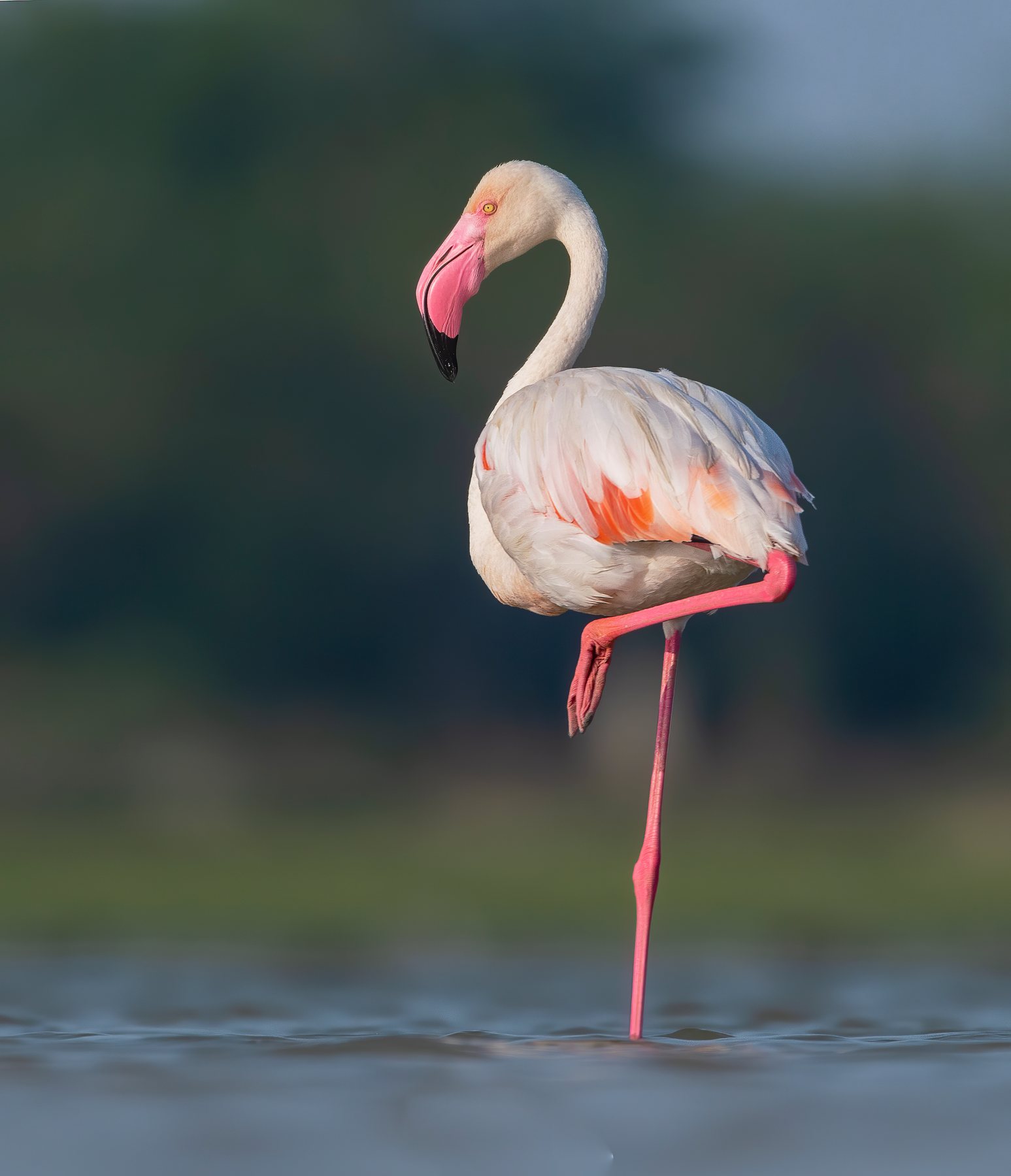 A Greater Flamingo wading in a coastal wetland