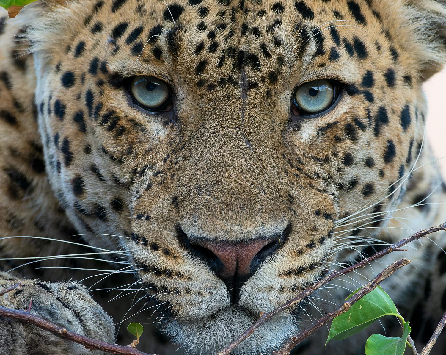 An Indian Leopard among the granite of Bera