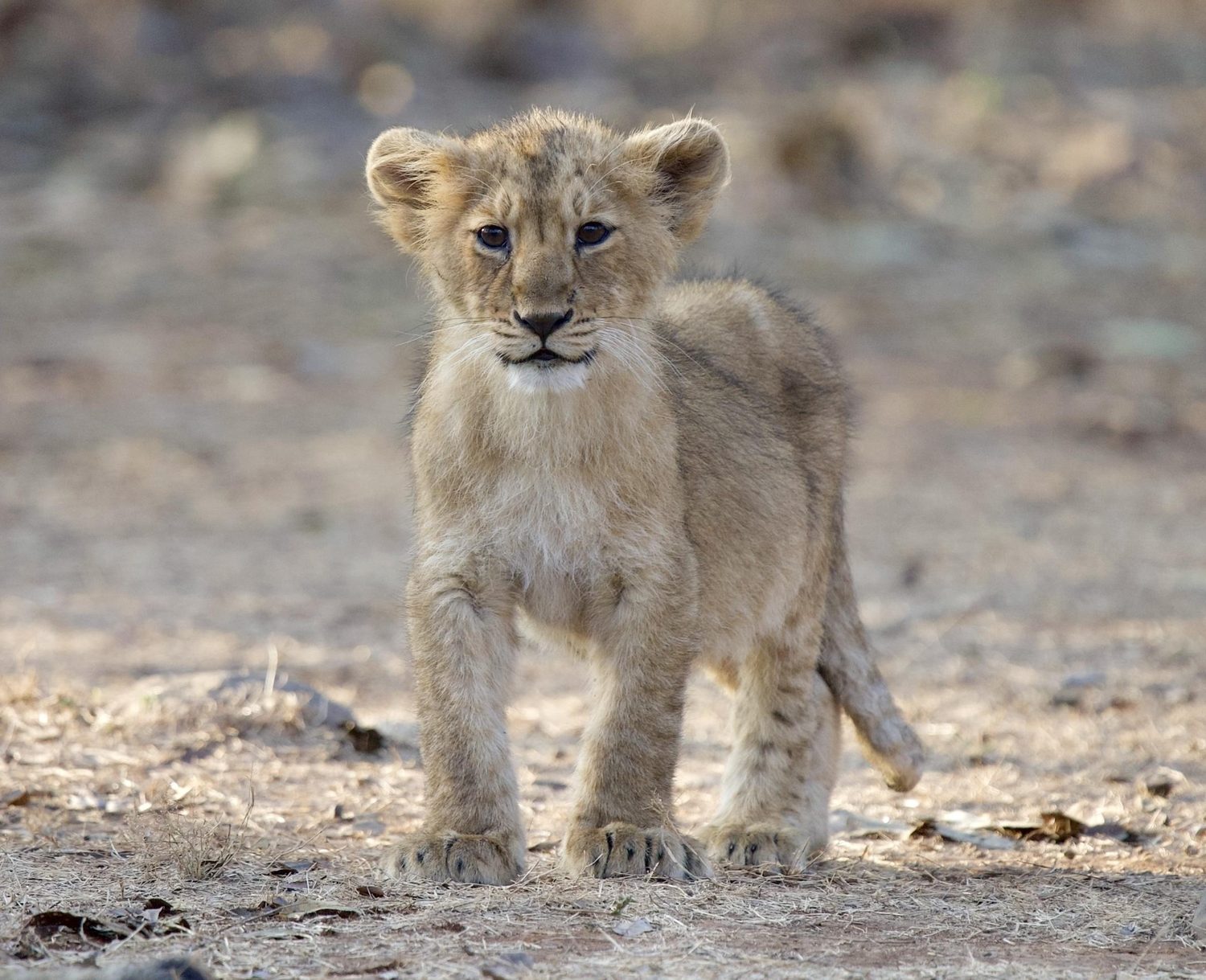 An Asiatic Lion cub in the forest of Gir