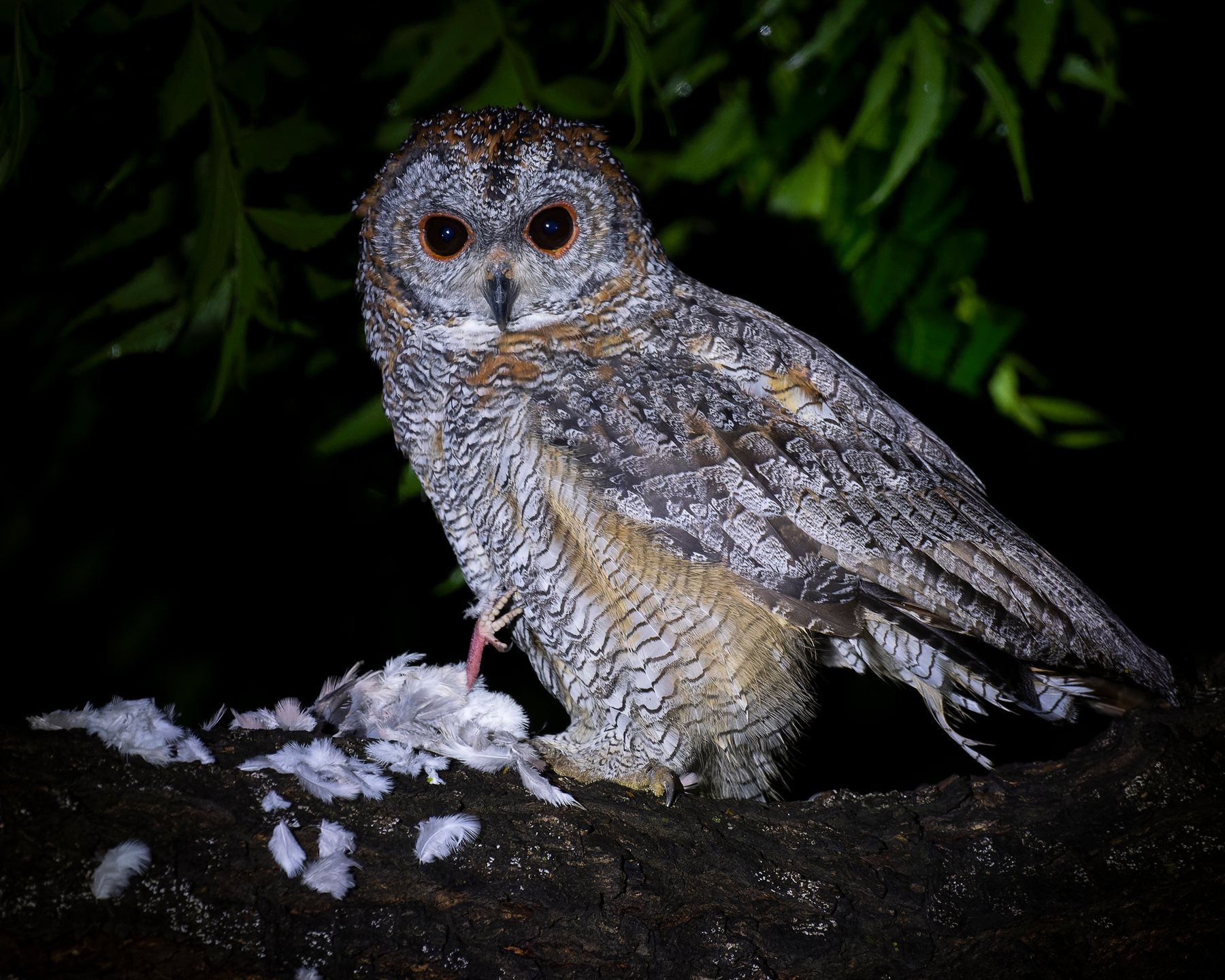 Mottled Wood Owl at a forest waterhole in Gir